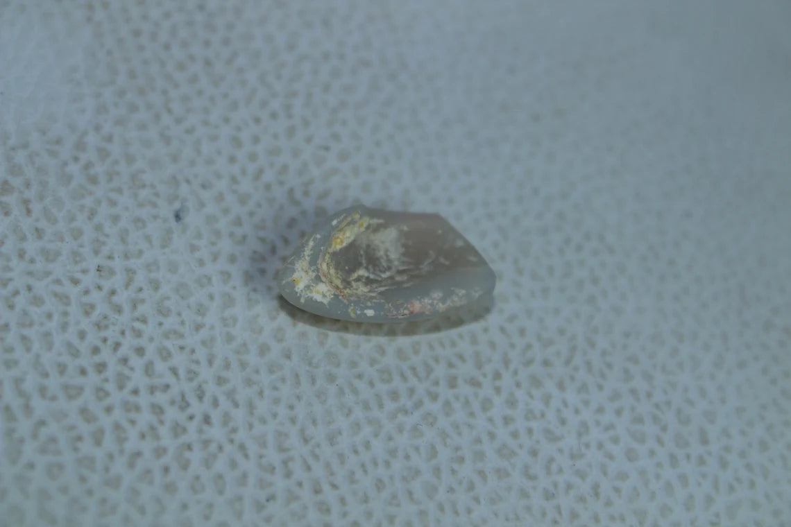 Natural Australian Opal 5 Carat Fossil Shell Fancy Shape Gemstone Shell Size 18x10x5 MM